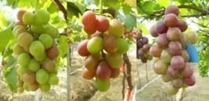 這些葡萄病害農(nóng)藥難救：防治卻很簡(jiǎn)單~