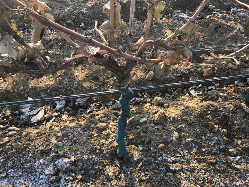 葡萄滴灌、葡萄噴灌、葡萄微噴、葡萄滴灌帶