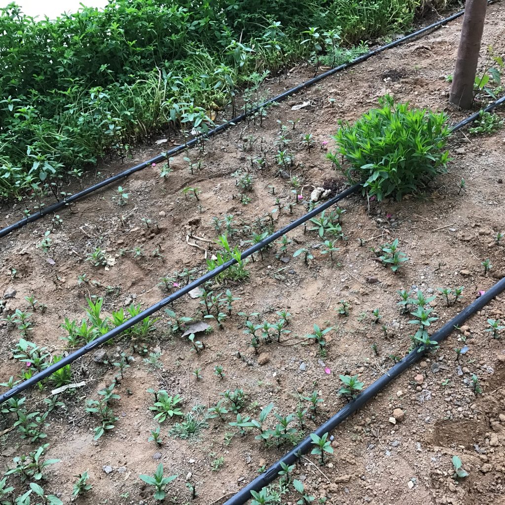 園林噴灌、滴灌、微噴