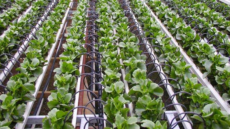 灌溉方式和灌水下限對溫室淸茄生長、耗水特性及產(chǎn)量的影響